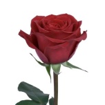 R GR CHECKMATE 70CM (MQ)