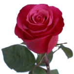 R GR CHERRY OH 70CM (MQ)