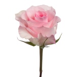R GR CHRISTA 70CM (MQ)