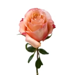 R GR FASCINATION 70CM (MQ)