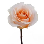 R GR FELICITY 70CM (MQ)