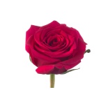 R GR FRENCH KISS 70CM (MQ)