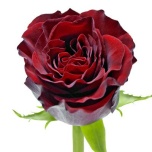 R GR HEARTS 70CM (MQ)