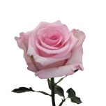 R GR JET SET 70CM (MQ)