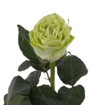 R GR LEMONADE 70CM (MQ)