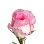 R GR MANDALA 70CM (MQ)