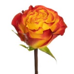 R GR NEWSFLASH 70CM (MQ)