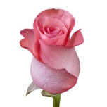 R GR PINK LOVE 70CM (MQ)