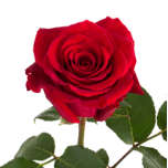 R GR RED FLAME 70CM (MQ)