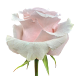 R GR SWEET BE 70CM (MQ)