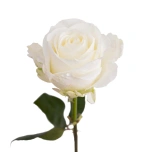 R GR TIBET 70CM (MQ)