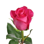 R GR V.I. PINK 70CM (MQ)