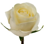 R GR WHITE CHOCOLATE 70CM (MQ)