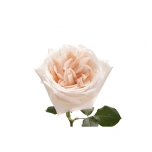 R GR WHITE OHARA 70CM (MQ)