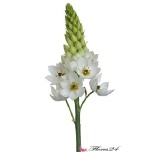 EC Ornithoglum White 50cm
