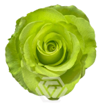 R GR GREEN ROMANCE 50CM