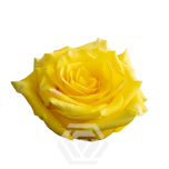 R GR HIGH YELLOW MAGIC 60CM