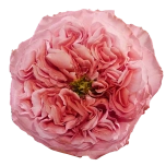 R GR MANDARIN X-PRESSION 50CM