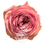 R GR PEONY KISS 50CM