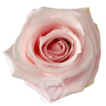R GR PINKY PROMISE 70CM
