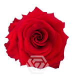 R GR REDVOLUTION 70CM