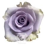 R GR SHOCKING BLUE 50CM