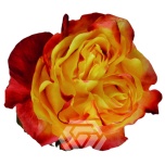 R GR SUNSET X-PRESSION 40CM