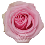 R GR SWEET CAKE 50CM