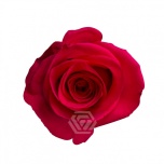 R GR V.I. PINK 40CM