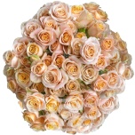 R TR APRICOT JEWEL 40CM