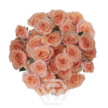 R TR BABY ROSEVER 40CM