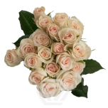 R TR BS LIGHT PINK 40CM