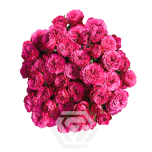 R TR BE GRACIOUS 40CM