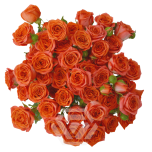 R TR BRIGHT SENSATION 40CM