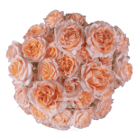R TR FIBONACCI AUREUS 40CM