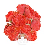 R TR ORANGE TRENDSETTER 50CM