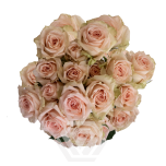 R TR PEACH JEWEL 40CM