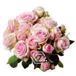 R TR PINK IRISCHKA 40CM