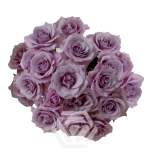 R TR SAGITTA 50CM