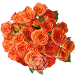 R TR SAONA 40CM