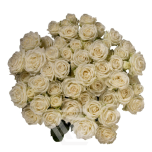 R TR SWEET DREAMS 40CM
