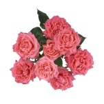 R TR WINK CORAL KISS 40CM