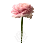 EC Ranunculus Blush 45cm