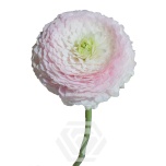 EC Ranunculus Favola 40cm