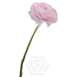 EC Ranunculus Favola 35cm