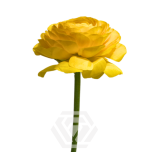 EC Ranunculus Giallo 45cm