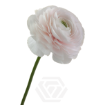 EC Ranunculus Hanoi 35cm