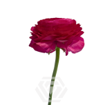 EC Ranunculus Hot Pink 40cm