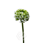 EC Ranunculus PonPon Igloo 40cm