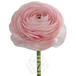 EC Ranunculus Lady 40cm